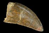 Serrated, Carcharodontosaurus Tooth - Real Dinosaur Tooth #156895-1
